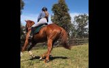 Lovely Ottb Gelding on HorseYard.com.au (thumbnail)