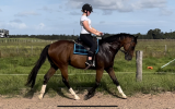 ✨EOI - 10 YEAR OLD OTT BAY GELDING✨ on HorseYard.com.au (thumbnail)