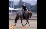 Red Andalusian Gelding on HorseYard.com.au (thumbnail)