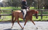 Heartbreaking Decision To Sell This Lovely Pony  on HorseYard.com.au (thumbnail)