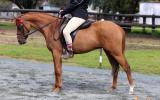 :Heartbreaking Decision To Sell This Lovely Pony on HorseYard.com.au (thumbnail)