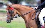 Heartbreaking Decision To Sell This Lovely Pony  on HorseYard.com.au (thumbnail)