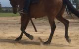 ROSE RIDGE STOCK HORSE FOR SALE on HorseYard.com.au (thumbnail)