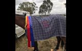 ROSE RIDGE STOCK HORSE FOR SALE on HorseYard.com.au (thumbnail)