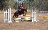 Competitive childs mount- Jump, event, dressage, show on HorseYard.com.au (thumbnail)