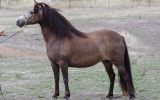 Buckskin Pony Mare on HorseYard.com.au (thumbnail)