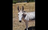 (Jelly Beans) Friendly Female Jerusalem Donkey - Great companion animal! on HorseYard.com.au (thumbnail)