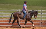 Thoroughbred Mare on HorseYard.com.au (thumbnail)