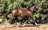 Warmblood filly on HorseYard.com.au (thumbnail)