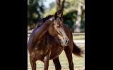 Warmblood filly on HorseYard.com.au (thumbnail)