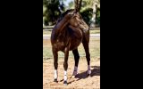Warmblood filly on HorseYard.com.au (thumbnail)