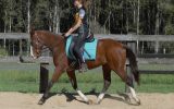 Rising 4yo ASH x QH - Kobe on HorseYard.com.au (thumbnail)