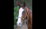 Rising 4yo ASH x QH - Kobe on HorseYard.com.au (thumbnail)