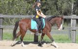 Rising 4yo ASH x QH - Kobe on HorseYard.com.au (thumbnail)