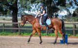 Perfect Beginners Horse on HorseYard.com.au (thumbnail)