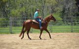 Quarter Horse Mare - Phoenix on HorseYard.com.au (thumbnail)