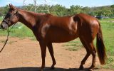 Quarter Horse Mare - Phoenix on HorseYard.com.au (thumbnail)