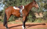 Kind, Sensible ASH Gelding  on HorseYard.com.au (thumbnail)