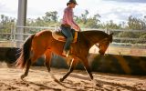 Kind, Sensible ASH Gelding  on HorseYard.com.au (thumbnail)