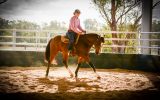 Kind, Sensible ASH Gelding  on HorseYard.com.au (thumbnail)