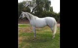 Pure Arabian Mare on HorseYard.com.au (thumbnail)