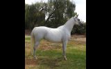 Pure Arabian Mare on HorseYard.com.au (thumbnail)