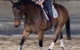 OTTB Gelding on HorseYard.com.au (thumbnail)