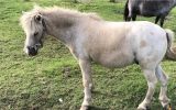 Palouse pony gelding on HorseYard.com.au (thumbnail)