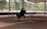 Gelding for sale  on HorseYard.com.au (thumbnail)