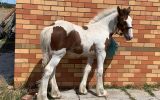 Lovely Clydesdale x Colt  on HorseYard.com.au (thumbnail)