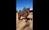 ‘Cedervale cattlegirl’ -stockhorse mare on HorseYard.com.au (thumbnail)