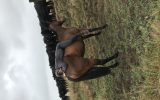 Whiskey-TB Gelding on HorseYard.com.au (thumbnail)