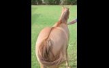 Appaloosa x QH red dun gelding on HorseYard.com.au (thumbnail)