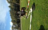 Welsh A mare on HorseYard.com.au (thumbnail)
