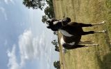 Pretty coloured filly  on HorseYard.com.au (thumbnail)