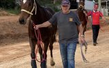 HUGE MOVING OTTB GELDING  on HorseYard.com.au (thumbnail)