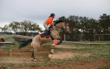 Next jumping mount  on HorseYard.com.au (thumbnail)