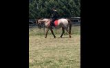 Red Roan Broodie on HorseYard.com.au (thumbnail)