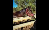 4yo standardbred mare on HorseYard.com.au (thumbnail)