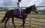 beautiful bay thoroughbred mare on HorseYard.com.au (thumbnail)