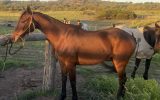 ASH Gelding on HorseYard.com.au (thumbnail)