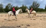 4yr old Palomino & 3yr old Palomino Quarter Horses on HorseYard.com.au (thumbnail)