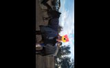 Companion horse on HorseYard.com.au (thumbnail)
