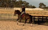 17hh 14yo TB Gelding on HorseYard.com.au (thumbnail)