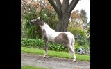 Miniature Horse Filly on HorseYard.com.au (thumbnail)