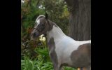 Miniature Horse Filly on HorseYard.com.au (thumbnail)