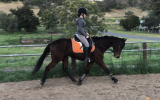 15.2h Bay TB mare on HorseYard.com.au (thumbnail)