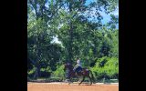 Lovely gelding - ready to start performance career on HorseYard.com.au (thumbnail)