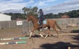 Quite, Unraced & Retrained TB on HorseYard.com.au (thumbnail)