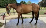Well bred big 16.2hh Gelding on HorseYard.com.au (thumbnail)
